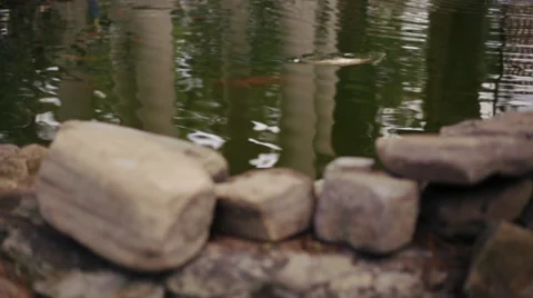 Fish in a pond Stock Footage 32384732