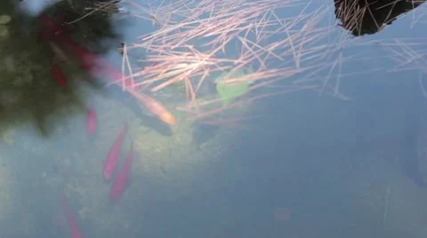 Fish in the pond Stock Footage 41193860