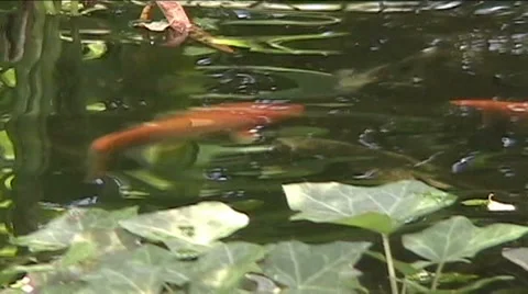 Fish in a Pond Stock Footage 43801077