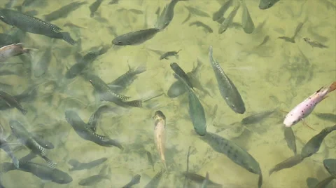 Fish In The Pond Video stock 45110275