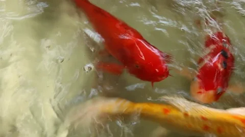 Fish in pond Stock Footage 73719258