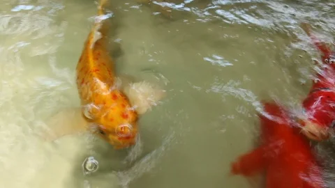 Fish in pond Stock Footage 73719301