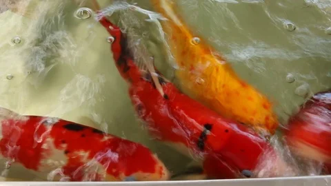 Fish in pond Stock Footage 73719322