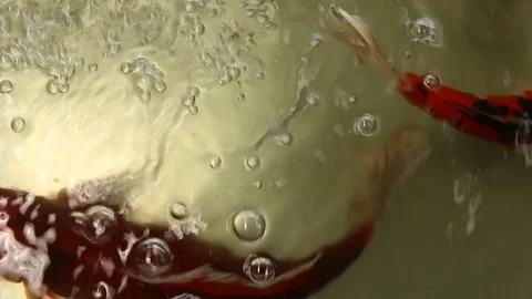 Fish in pond Stock-Footage 73719360