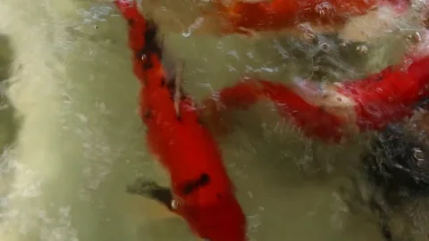 Fish in pond Stock Footage 73719383