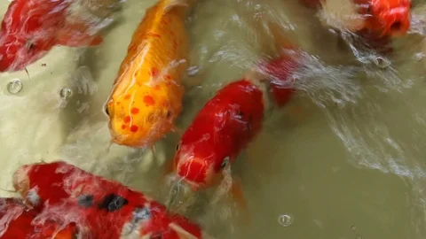 Fish in pond Stock Footage 73719421