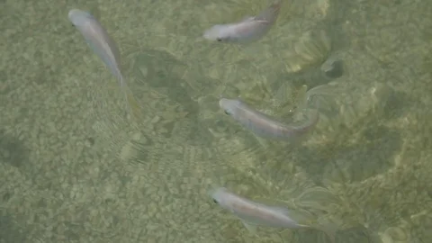 Fish Pond 스톡 동영상 78623826