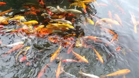 Fish in the pond 库存影片 81157968