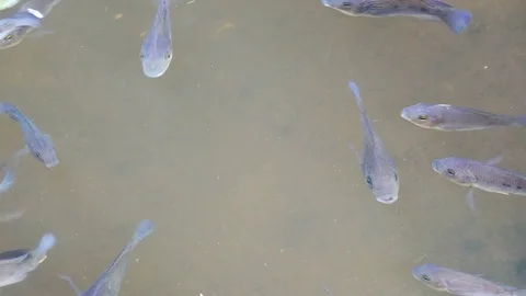 Fish Pond Stock Footage 81209659