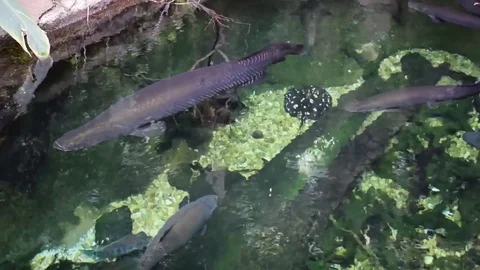 Fish in pond Stock Footage 81757522