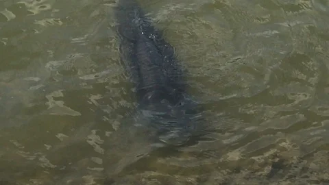 A fish in a pond Stock Footage 86687819