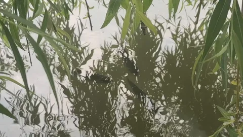 Fish from the pond Stock Footage 122040196