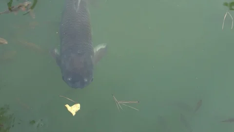 Fish in a pond Stock Footage 122215817