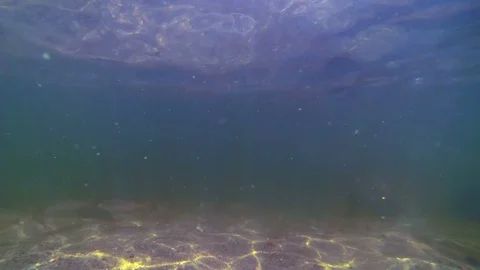 The fish in the pond Stock Footage 123068002