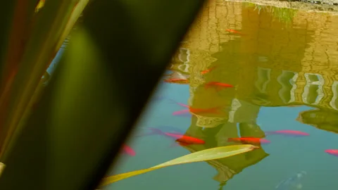 Fish in the pond Stock Footage 131652093