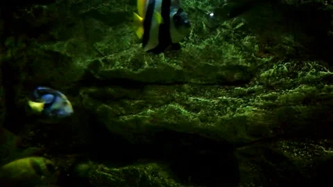 Fish pond Stock Footage 145887495