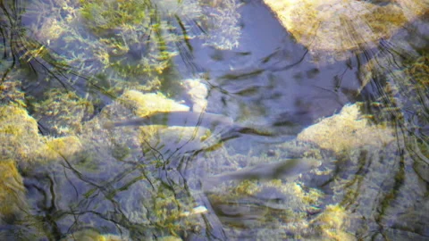 Fish in the pond Видео 159718352