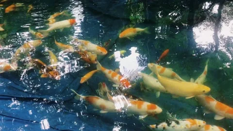 Fish in pond Stock Footage 168213460