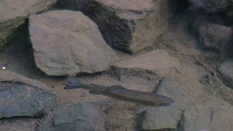 Fish on the pond Stock Footage 171085522