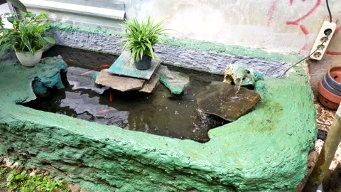 Fish pond Stock Footage 211804496