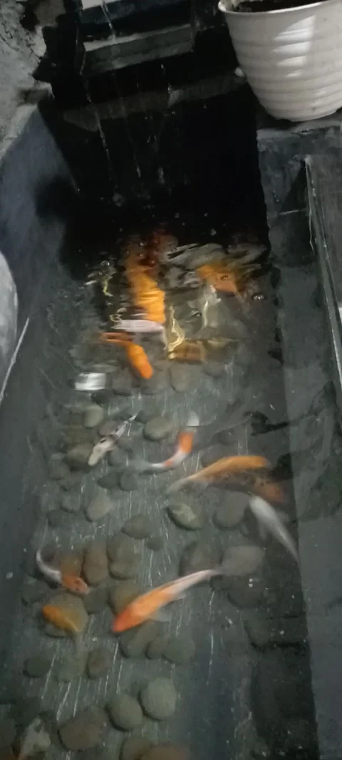 Fish in pond Stock Footage 212499979