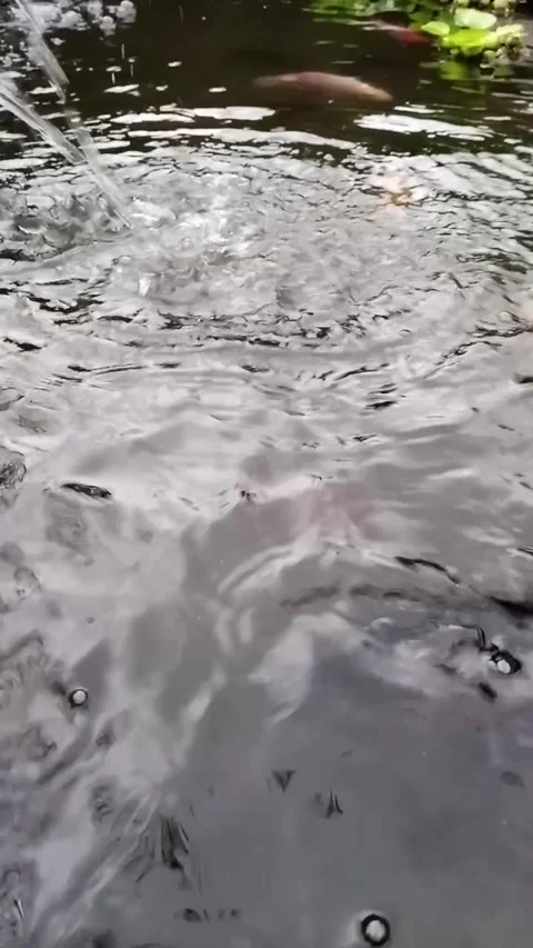 Fish in the pond Video stock 218824533