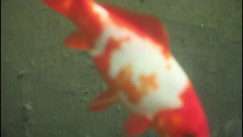 Fish in a pond Stock Footage 225769917