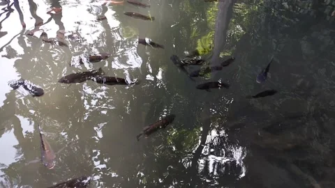 Fish pond Vídeos de archivo 225793231