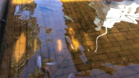 Fish Pond Stock Footage 226854744