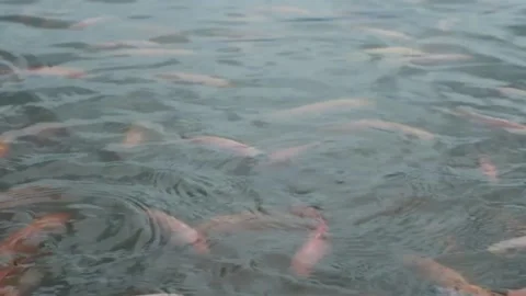 Fish pond Stock Footage 228879622