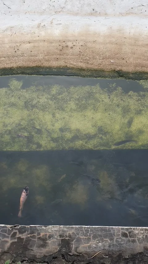 Fish pond Stock Footage 232281404