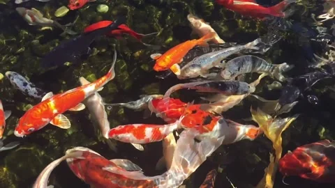 Fish in pond 動画素材 233770458