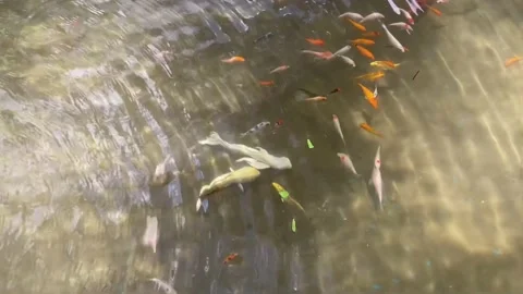 Fish in the pond Stock Footage 235494292