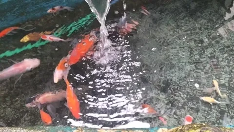 Fish in the pond Stock Footage 238828992