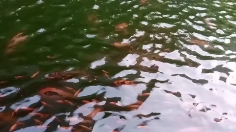 The Fish Pond Stock Footage 255098805