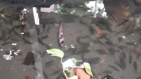 FISH POND Stock Footage 255868227