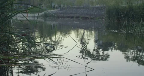 Fish in a pond Stock Footage 262751088