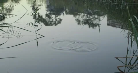Fish in a pond Stock Footage 262751101