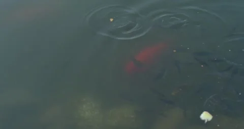 Fish in a pond Stock Footage 262751129