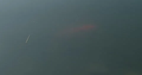 Fish in a pond Stock Footage 262751141