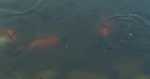Fish in a pond Stock Footage 262751239