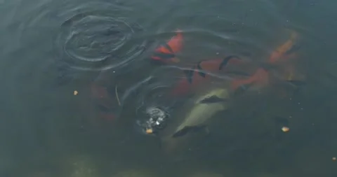 Fish in a pond Stock Footage 262751269