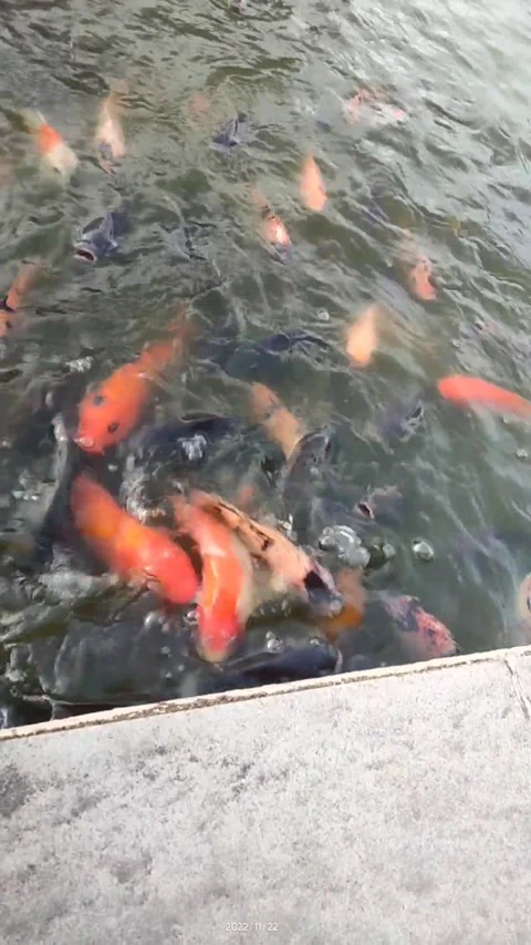 Fish pond Video stock 289271481