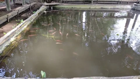 Fish pond Video stock 289437649