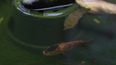 A Fish in a Pond Stock Footage 291793450