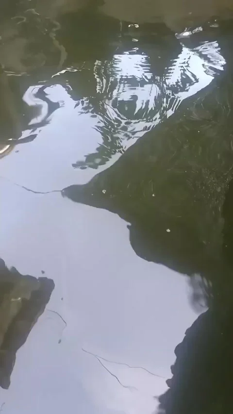 Fish pond Stock Footage 292951202