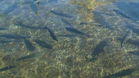 Fish in the pond Stock Footage 294124452