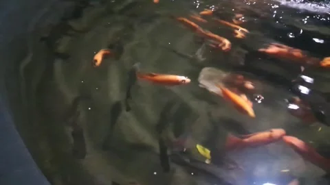 Fish pond Stock Footage 302140519