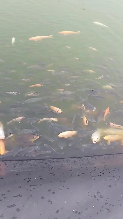 Fish in the pond Stock Footage 308903812