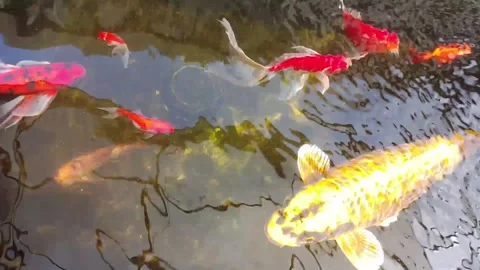 Fish in the pond Stock Footage 309077140